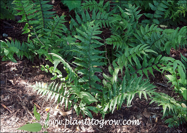 It is easy to see why this is called the Holly Fern.  The fronds have the distinct holly form.